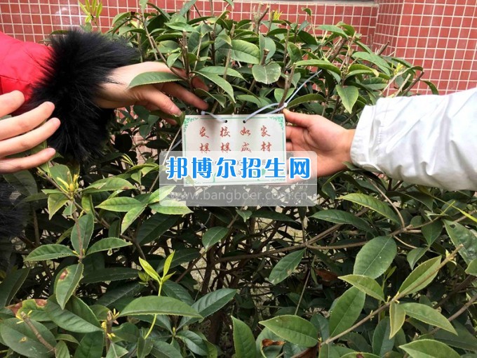 四川托普信息技術(shù)職業(yè)學(xué)院愛心植樹